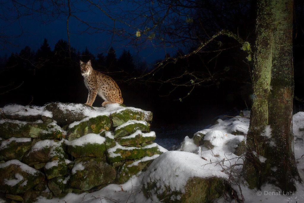 Lodjur som sitter på en snötäckt och mossig stenmur i skymningen, upplyst av blixt mot en mörkblå himmel. Till höger en lavbevuxen trädstam, i bakgrunden granskog.
