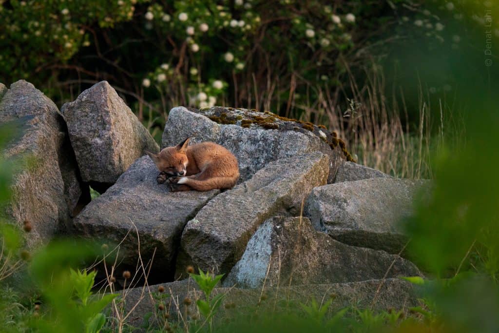 Rävunge som sover hoprullad på stora gråa stenblock, med oskarp grönska i förgrunden.