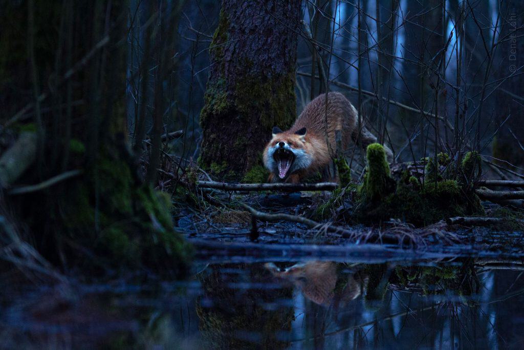 Räv som gäspar stort och sträcker på sig vid en mossig trädstam i en mörk skog, med spegelbild i vattnet framför.