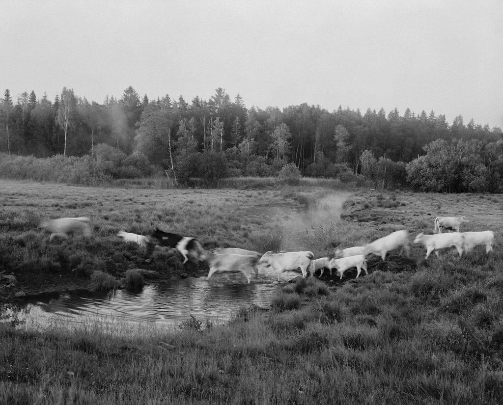 Kor vadar över ett vattendrag i en hagmark, flera av djuren rörelseoskarpa, med dimma och skogsbryn bakom