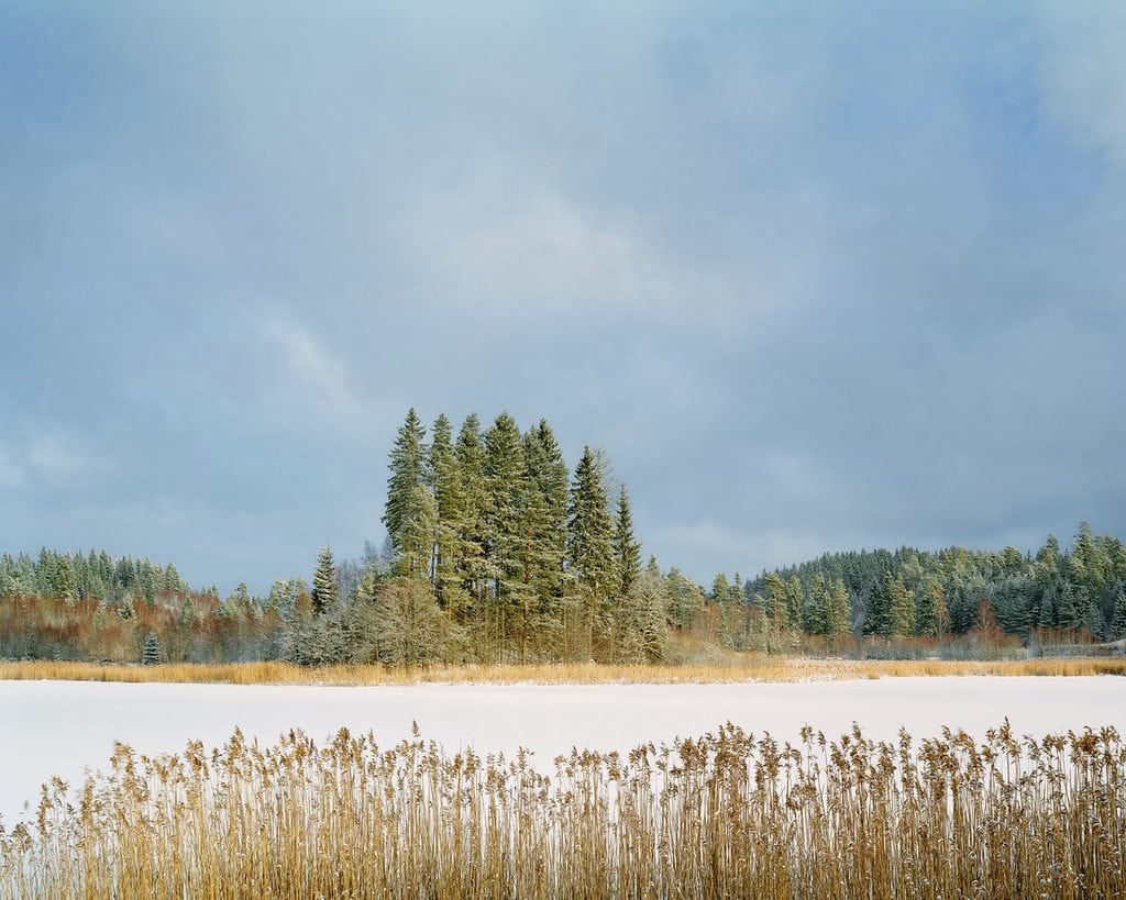 Fjolårsvass i förgrunden, snötäckt is och solbelyst granskog på andra sidan Guttasjön
