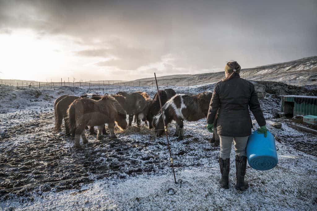 Anna Louisa Joensen bär en blå hink mot en flock färöiska hästar i en snöpudrad hage